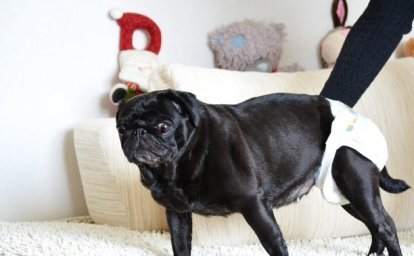 На Сахалине для престарелого мопса ищут последний дом